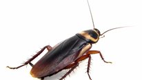 Icon for: Cockroaches for Power