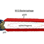 Icon for: Madelyn Mcelfresh