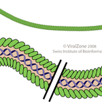 Icon for: Gavin Gilbert