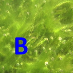 Icon for: Brian McDowell