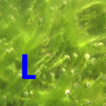 Icon for: leelee strothers