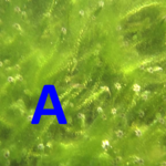 Icon for: Anthony Ventura