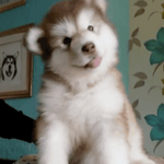 Icon for: Simone Dumas - Gusman